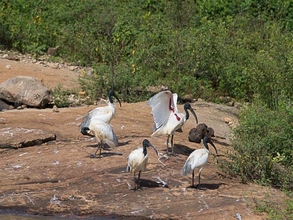 <h3><a href="/trips/srilanka/biota/animalia/chordata/aves/015 pelecaniformes/001 threskiornithidae/threskiornis melanocephalus/threskiornis melanocephalus-nl.html">Threskiornis&nbsp;melanocephalus</a> / Black‑headed&nbsp;ibis / Indische&nbsp;witte&nbsp;ibis</h3>NIKON D500 met AF-S Nikkor 300mm f/2.8G IF-ED VR II, 1/2500 sec  bij F7.1, ISO 200, afstand 29.8&nbsp;m